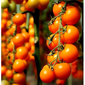 Томат KS 97 F1, Kitano Seeds Томат KS 97 F1, Kitano Seeds