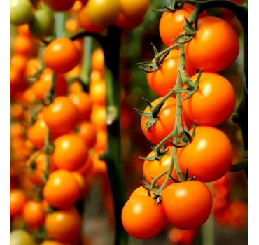 Томат KS 97 F1, Kitano Seeds