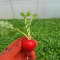 Редис KS 1297 F1, Kitano Seeds