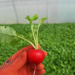 Редис KS 1297 F1, Kitano Seeds