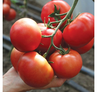 Томат KS 311 F1, Kitano Seeds