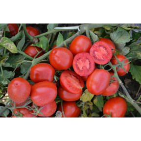 Томат 1015 F1, Lark seeds