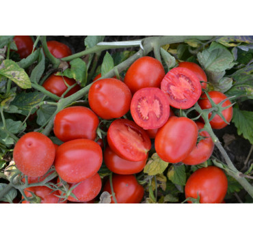 Томат 1015 F1, Lark seeds