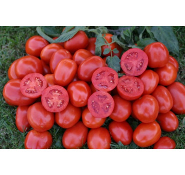 Томат 1311 F1, Lark seeds