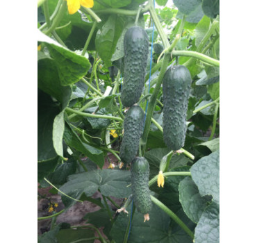 Огірок 14015 F1, Spark seeds