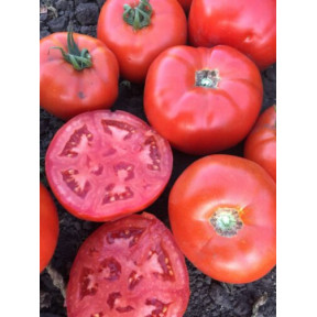 Томат 1503 F1, Spark seeds