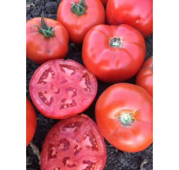 Томат 1503 F1, Spark seeds