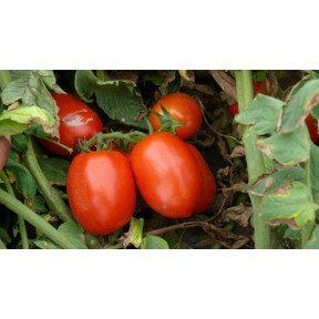 Томат 1510 F1, Spark seeds