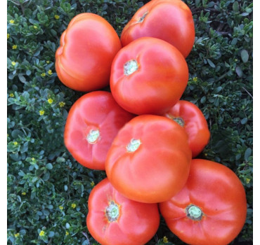 Томат 1801 F1, Spark seeds