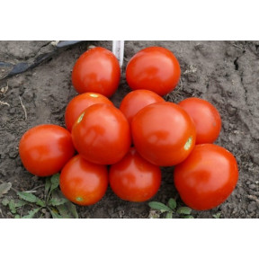 Томат 1855 F1, Spark seeds