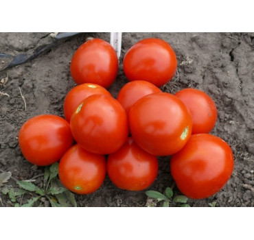 Томат 1855 F1, Spark seeds