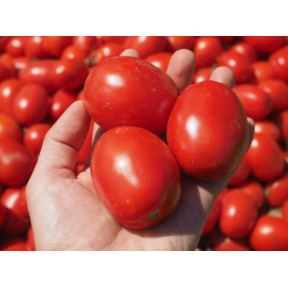 Томат 1892 F1, Lark seeds