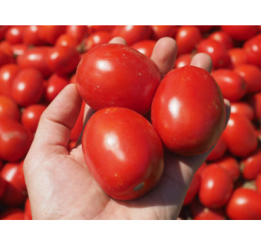 Томат 1892 F1, Lark seeds