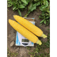 Кукурудза 1980 F1, Spark seeds