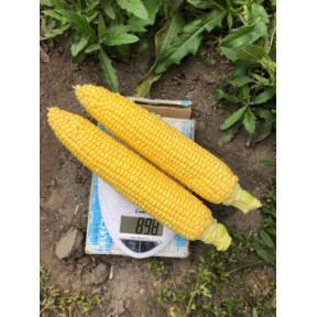 Кукурудза 1980 F1, Spark seeds