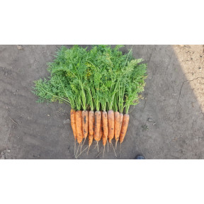 Морква 1932 F1, Spark Seeds