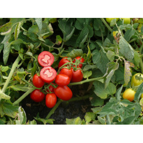 Томат 3402 F1, Lark seeds