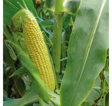 Кукурудза 3517 F1, Spark seeds