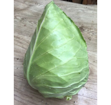 Капуста Агро F1, Spark seeds