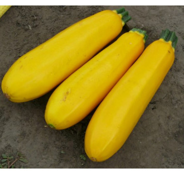 Кабачок Голдстік, Lark seeds