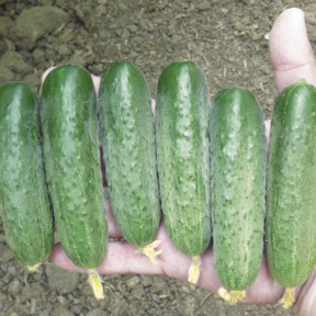 Огірок Стінгер F1, Spark seeds