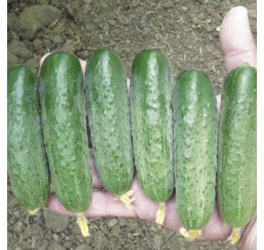 Огірок Стінгер F1, Spark seeds