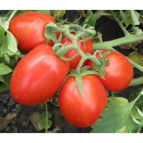 Томат 8504 F1, Lark seeds