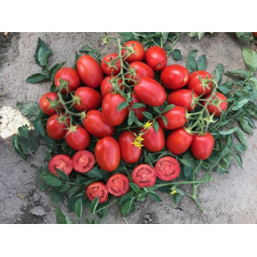 Томат 9905 F1, Spark Seeds