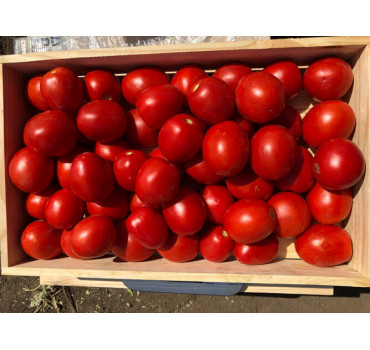 Томат 9969 F1, Spark seeds