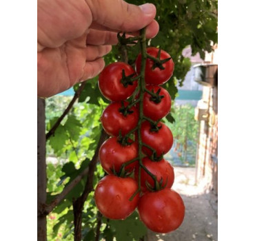 Томат Блейз F1, Spark seeds