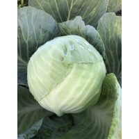 Капуста Фансі F1, Spark seeds