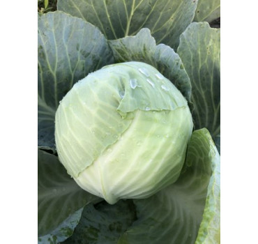 Капуста Фансі F1, Spark seeds