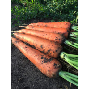 Морква Йорк F1, Spark Seeds