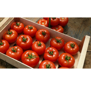 Томат Клад F1, Spark seeds