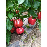 Перець Аіда F1, Spark seeds