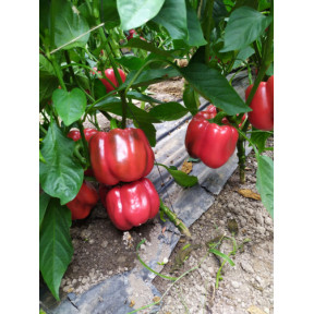 Перець Аіда F1, Spark seeds