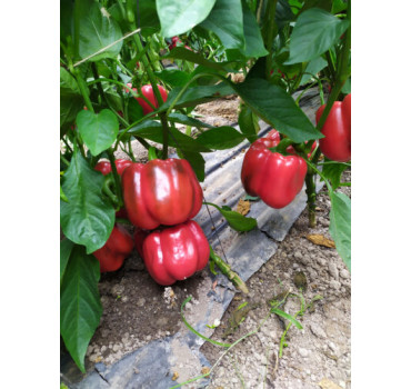 Перець Аіда F1, Spark seeds