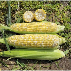 Кукурудза Акведук F1, Spark seeds