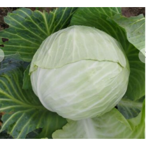 Капуста Алабама F1, Spark seeds