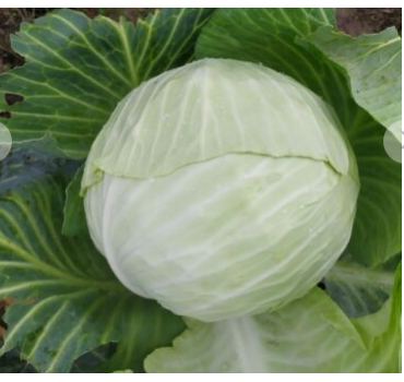 Капуста Алабама F1, Spark seeds