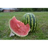 Кавун АУ-Продюсер F1, Spark seeds