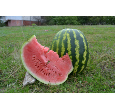 Кавун АУ-Продюсер F1, Spark seeds