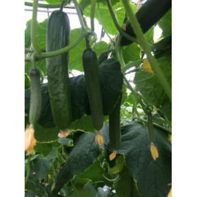 Огірок Базис F1, Spark seeds