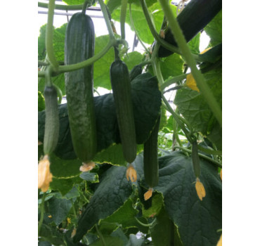 Огірок Базис F1, Spark seeds