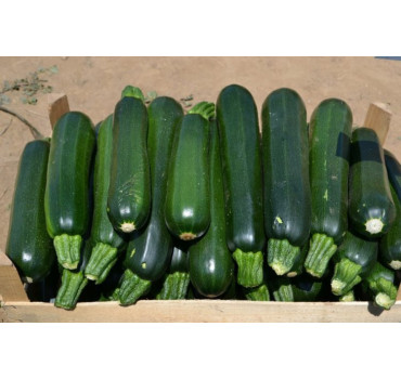 Кабачок Базальт, Spark seeds