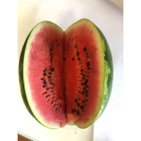 Кавун Дата F1, Spark seeds