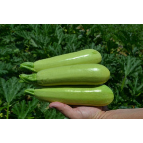 Кабачок Теренум F1, Spark seeds