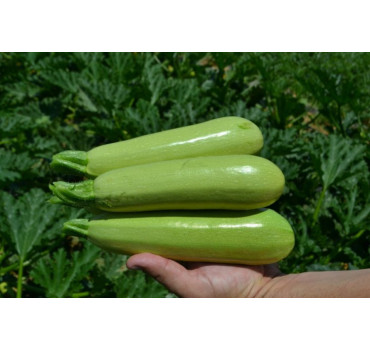 Кабачок Теренум F1, Spark seeds