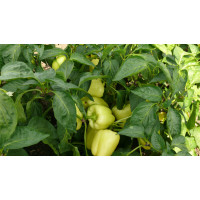 Перець Діамант F1, Spark seeds