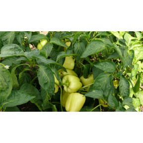 Перець Діамант F1, Spark seeds